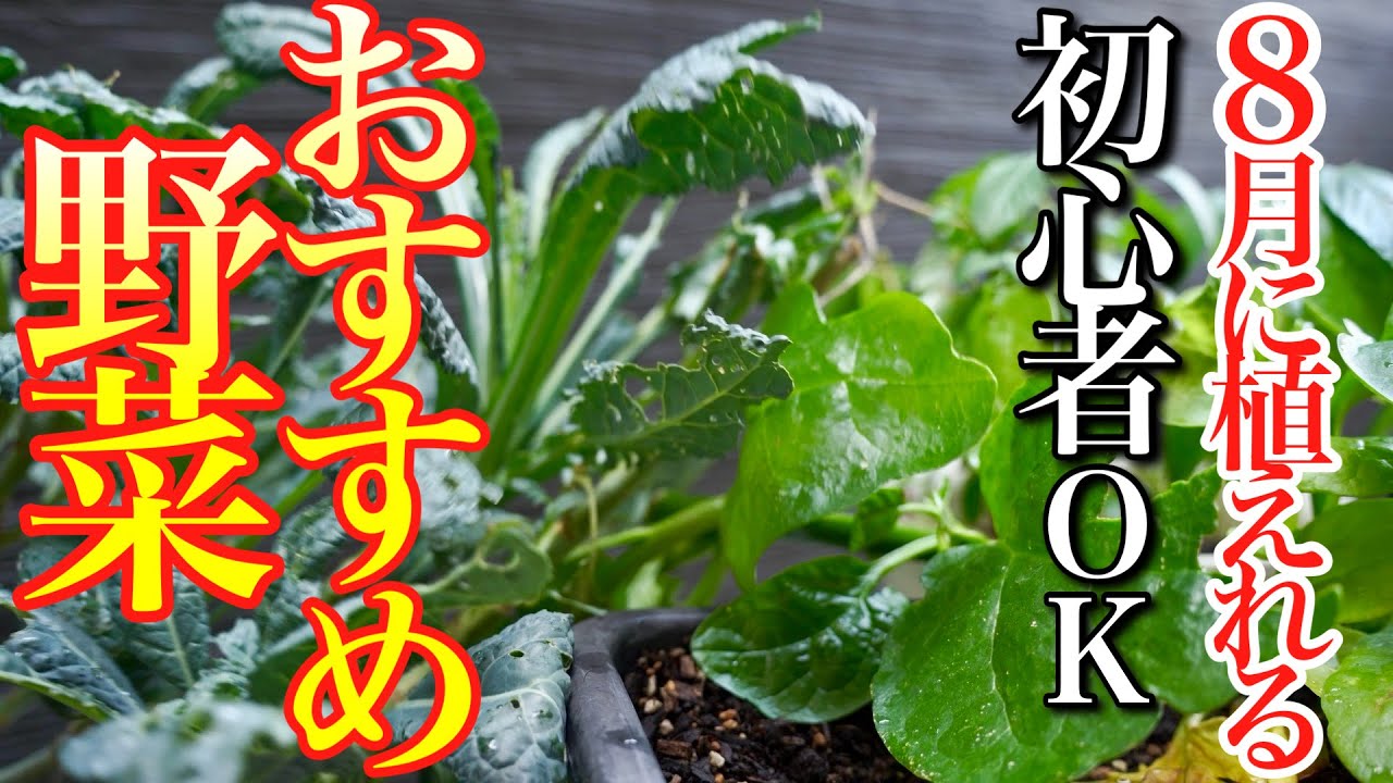 Even beginners can plant it!] Introducing recommended