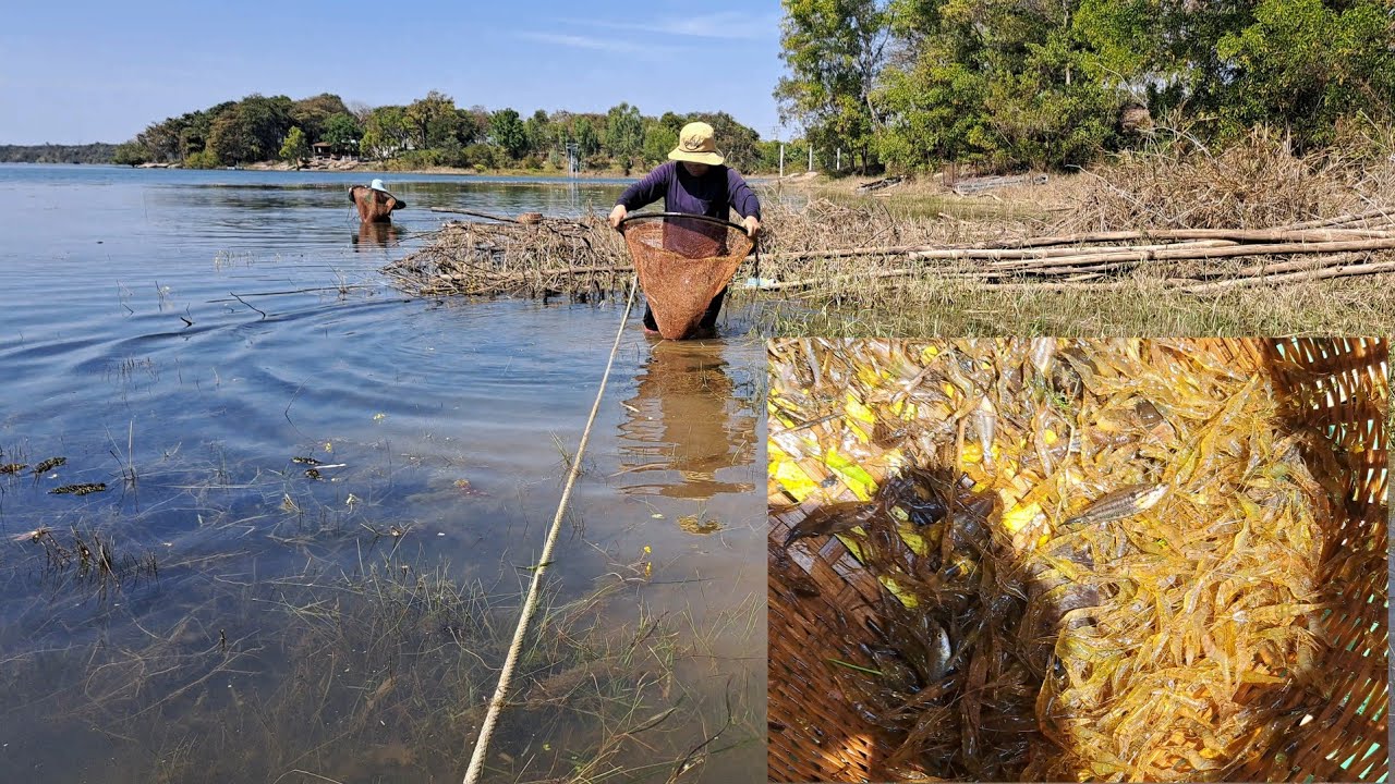 ซ่อนกุ้งเขื่อนสิรินธร จ.อุบลราชธานี