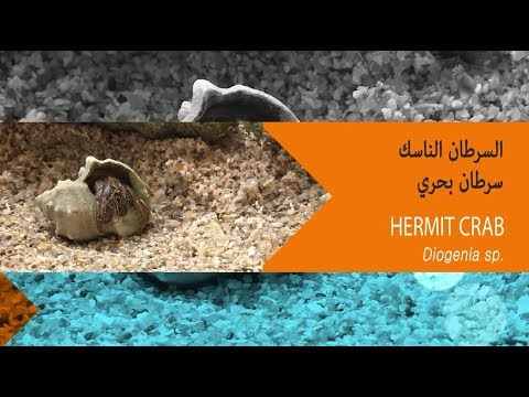 البرنامج البيئي التوعوي كل يوم يال حلقة السرطان الناسك 15