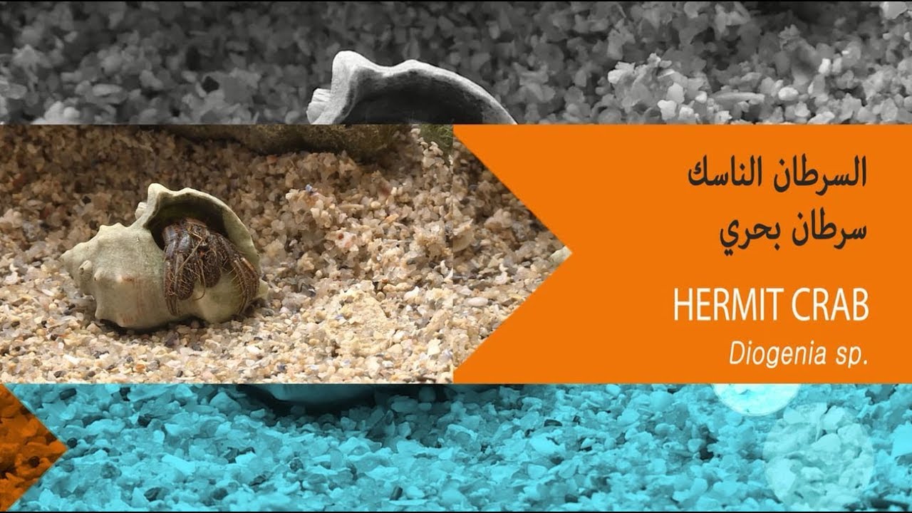 البرنامج البيئي التوعوي كل يوم يال حلقة السرطان الناسك 15