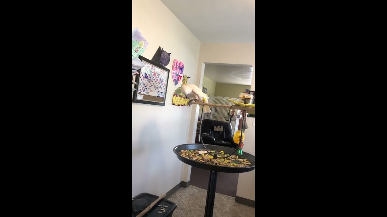 cockatoo price ph Trashing the house LoL