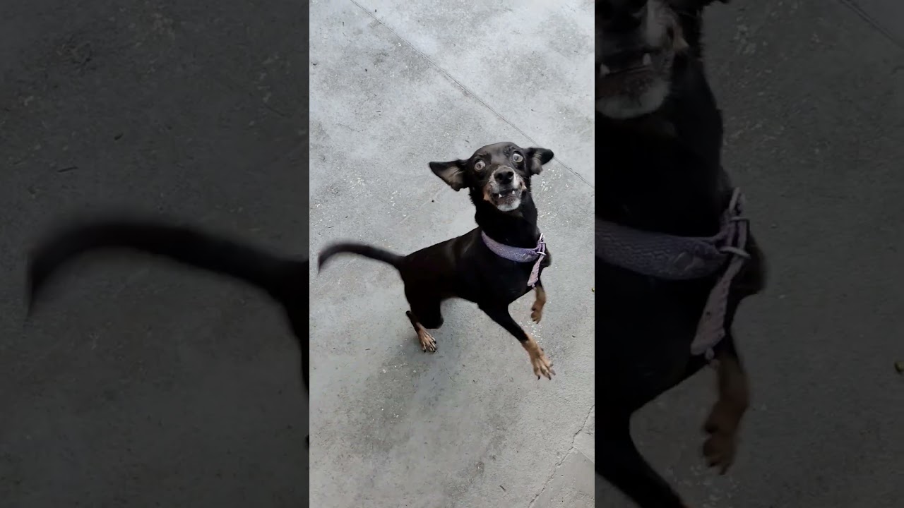 CINCO KG DE SALSICHA PRA O MÊS TODO DIA É ASSIM