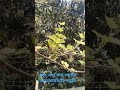 আঙ্গুরের ফুল ও ফল সেটের কার্যকরী পদ্ধতি #grape #grapenation #farming