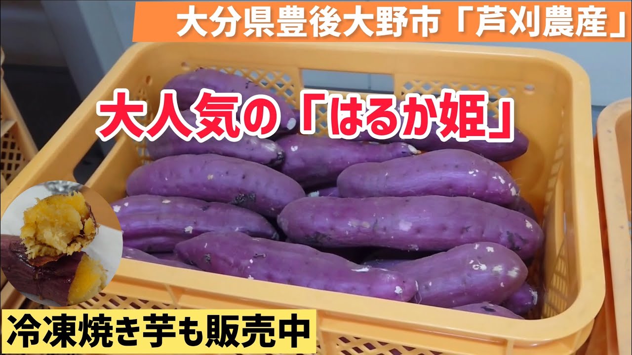 熟成紅あずま さつまいも 豊後大野市産20kg 楽天市場】大分県 さつまいもの通販 大分県豊後大野市熟成紅あずま20