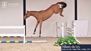 Milano du Lys