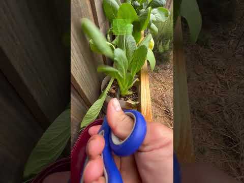 حصاد خضار تشوي سوم من حديقتي الخاصة عشاق الخضراوات البستنة النباتات الحصاد زراعة الخضراوات