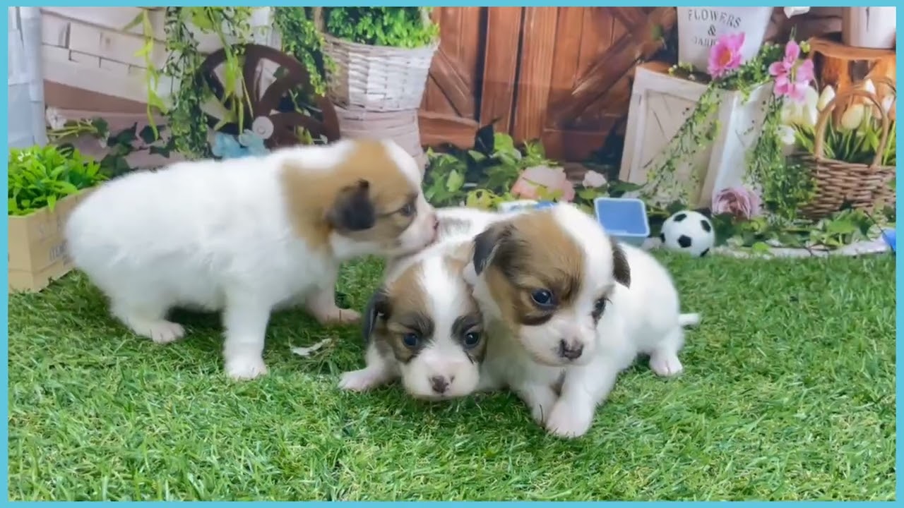 746136 パピヨン - YouTube