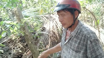 Vua Dừa Miền Tây // vua dừa leo cây dừa nghiên nhanh như khỉ  ở  miền tây