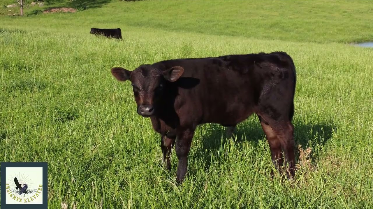 COOL COWS COMPILATION - COW VIDEO - COWS GRAZING
