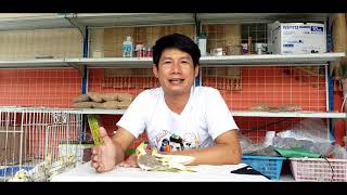 ดูเพศนกแก้วค๊อกคาเทล ด้วยตัวเอง screenshot 5