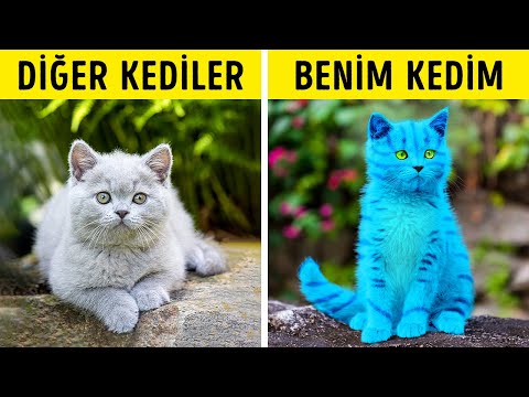 Video: Köpeğinizin ömrünü artırmak için 5 kolay ipucu