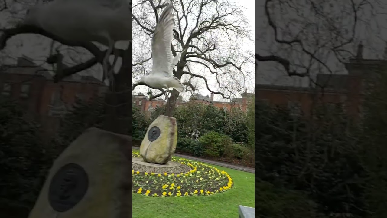 Slow mo of the cleaver bird