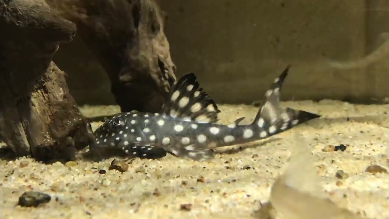 Hypancistrus inspector "Black phantom" Rio Casiquiare