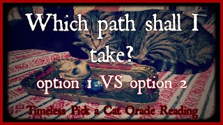 WHICH PATH SHOULD I TAKE? | OPTION 1 V.S. OPTION 2 | TAROT |PICK A CAT ORACLE READING