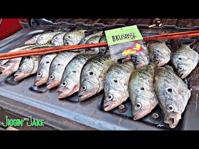 g loomis and shimano conquest rods G. Loomis