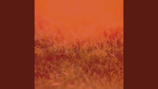 Sunny Ambience for Devoted Inspiration