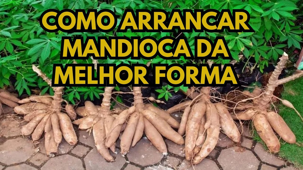 COMO ARRANCAR MANDIOCA DA MELHOR FORMA