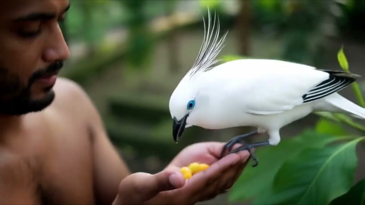 The Rare Bali Starling in West Bali National Park | Feeding, Behavior & Conservation