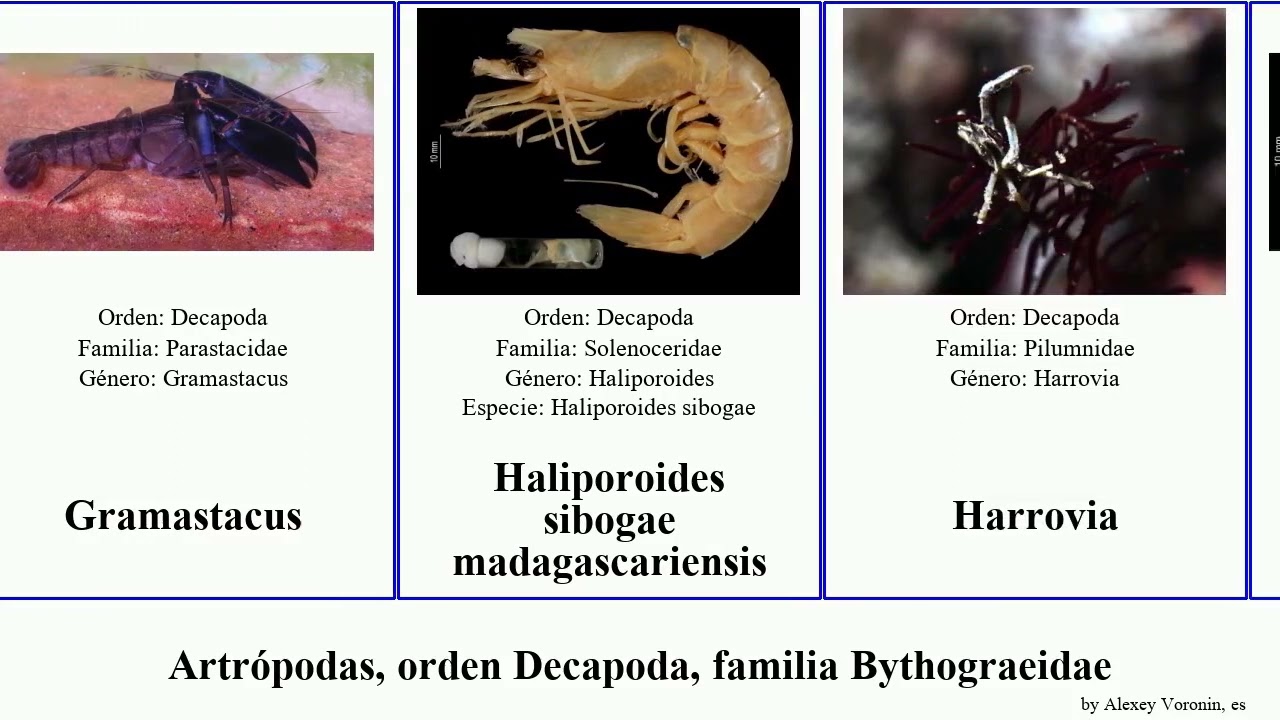 Artrópodas, orden Decapoda, familia Bythograeidae crosnieri langosta eumunida collodes ocypode del