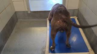 Acs A812375