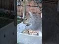 Squirrel shoved it's mouth with seeds and then left 🐿😂