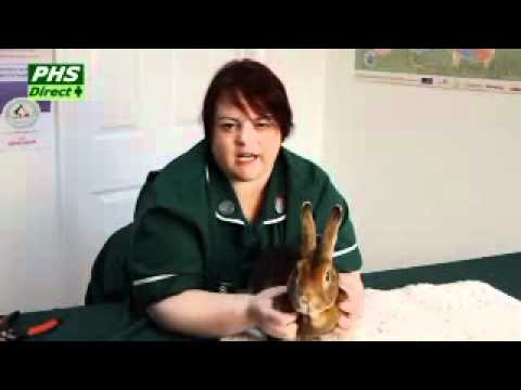 Rabbit health check - YouTube