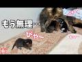 赤ちゃんの夜泣きにもう限界…猫夫婦の人間顔負けの神対応【1000万再生動画フル版】