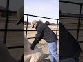 Animal Chiropractor Makes This Camel Gasp With Relief