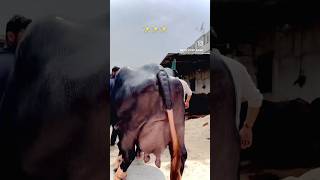 Mana dairy farm 8427407053 #dairyfarm #dairyfarmer #top1 #viwe #subscribers #top1 #viwe #song❤️🌟⛳️