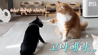 캣초딩의 에너지...☆ by 김마미네 똥고양이Kim Mother's cats 3,433 views 2 years ago 3 minutes, 4 seconds