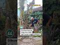 JANGAN DIBUANG! Sulap Kayu Mati Jadi Taman Anggrek Mewah ✨ #GematiFarming #shortsvideo #gardening