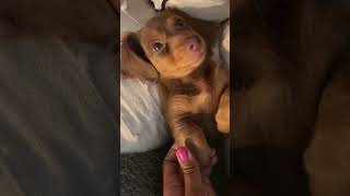 Puppy Smiling While Laying on Its Back as Mom Rubs Its Hand