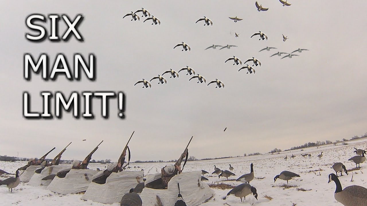 Six Man Goose Limit!!! Late Season Cornfield Hunt YouTube