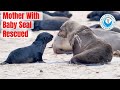 Mother with Seal Baby Rescued