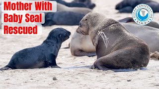 Mother with Seal Baby Rescued