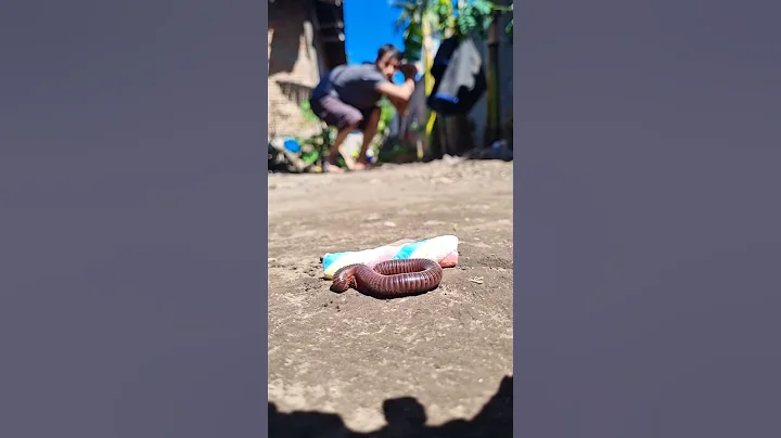Seeing a small sleeping millipede, this man looks happy #shortvideo #millipede