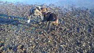 Blue Staffordshire Bullterrier