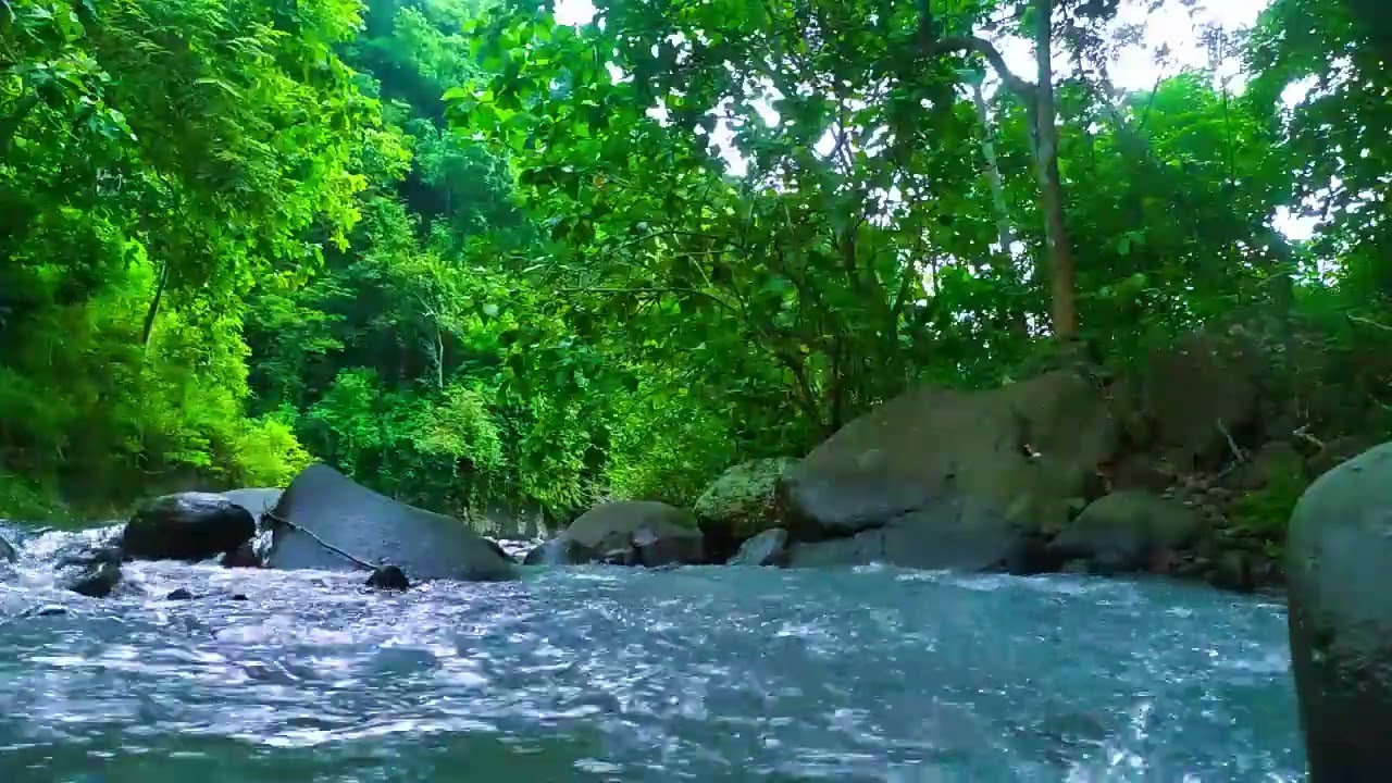 Gentle Stream in the Woods – Nature River Sounds for Relaxation