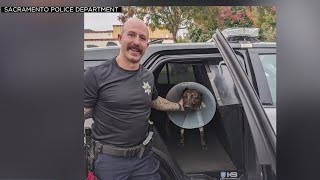 Police K9 Stabbed By Suspect Expected To Make Full Recovery