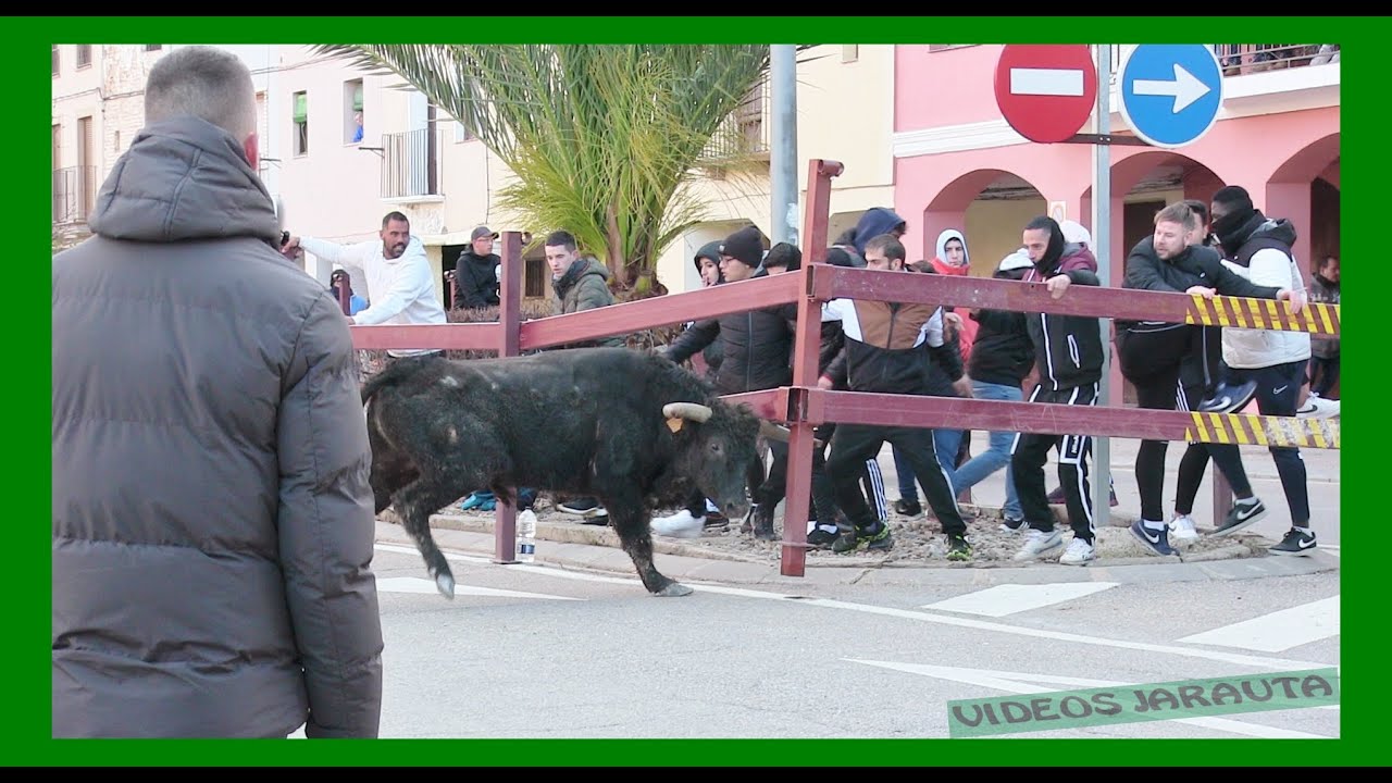 PEDROLA ( ZARAGOZA ) TARDE VACAS CALLE ( VIERNES 20 ENERO 2023 ) FRANCISCO MURILLO CONDE