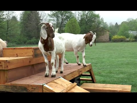 goats-just-want-to-have-fun