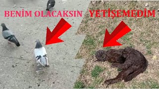 Araba Kediye Çarptı Yetişemedim (Sabuni Güvercin Hala Yabanilerin Arasında)