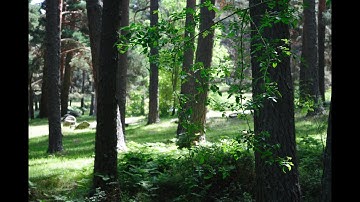 Clarisse 5 5 con Angie Renderer