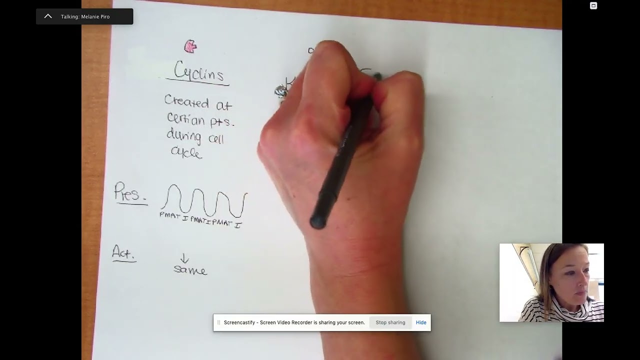 Kinases, cyclins, and internal and external signals