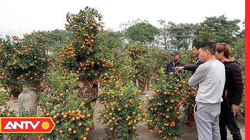 Cách Chọn Cây Quất Đón Nhiều Tài Lộc May Mắn Trong Năm Mới | Tin Tức 24h | ANTV