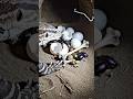 Sand Goanna POV  Deep Inside a Hidden Desert Burrow #viral #trending #reel #wildlife