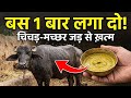 गाय भैंस के जूं, चिचड़ और मक्खी-मच्छर भगाने का 100% पक्का देसी इलाज | पशुओं के चिचड़ मारने की दवा