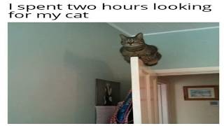 The Best & Funniest Relatable Cat Memes