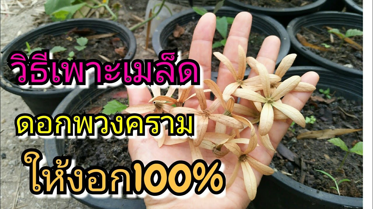 วิธีเพาะดอกพวงครามจากเมล็ดให้งอก100%