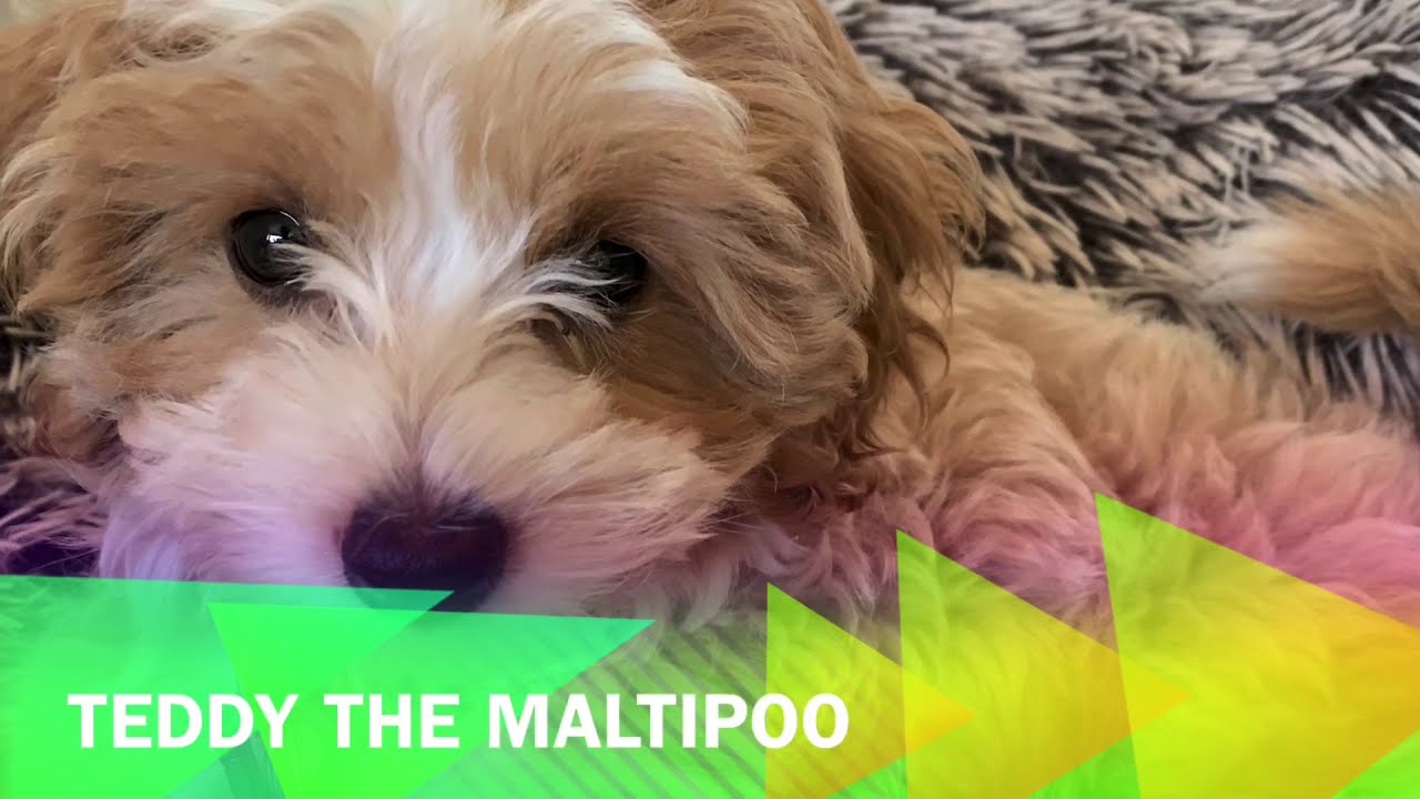 teddy maltipoo